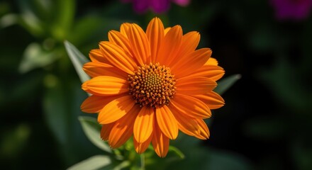 Vibrant Orange Daisy with Detailed Petals and Center in Soft Focus Garden Background