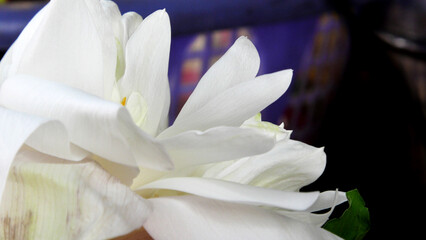 Obraz premium In a flower shop, white petals of a flower in closeup