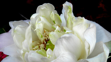 In a flower shop, white petals of a flower in closeup