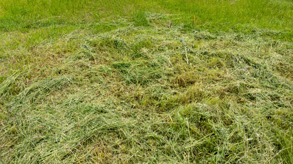 Mown Grass Lies in the Meadow