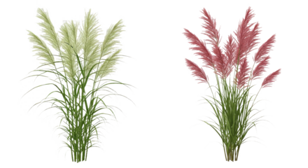 Isolated Miscanthus Sinensis Gracillimus & Pennisetum Rubrum - Garden Grasses