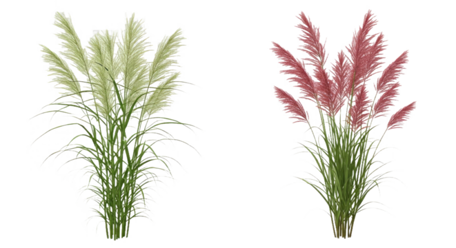 Isolated Miscanthus Sinensis Gracillimus & Pennisetum Rubrum - Garden Grasses