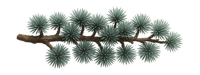 Atlas cedar branch with dense clusters of short, bluish needles