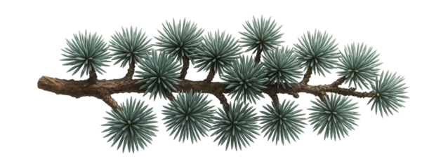 Atlas cedar branch with dense clusters of short, bluish needles
