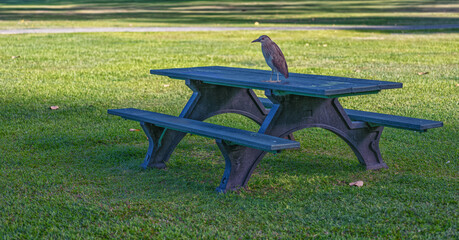 Tan and White Heron Standing on a Green Picnic Bench with a Park Background.