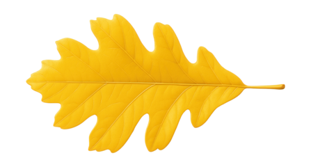 Yellow oak leaf with deep sinuses and a smooth surface
