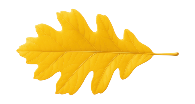 Yellow oak leaf with deep sinuses and a smooth surface