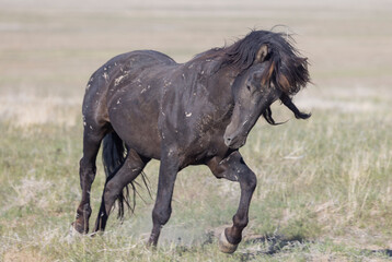 Fototapeta premium Wild Horse in Springtime in the Utah Desert