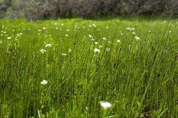 Single white flower in spring grass field