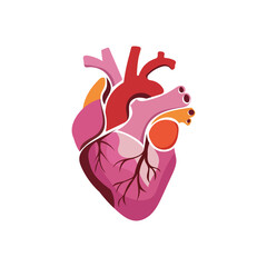 human heart anatomy vector, isolated on white background