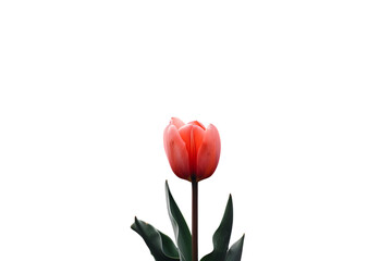 Obraz premium Single red tulip on black background