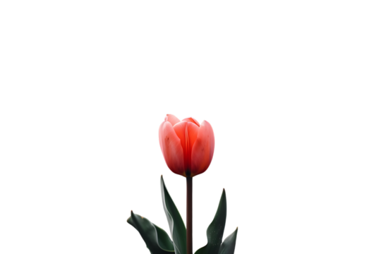 Single red tulip on black background
