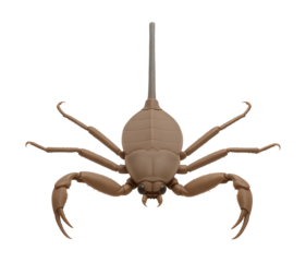 Water scorpion with elongated tube-like breathing appendage and flat body