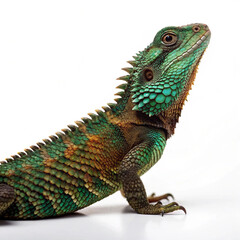 Fototapeta premium iguana on a white background
