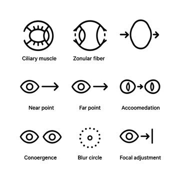 Accommodation Icon Set. Outline icon set of accommodation and focusing: ciliary muscle, zonular fiber, lens shape change, near