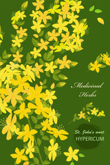 banner with blooming Hypericum perforatum. card with St. John's wort  wildflowers on green background. medicinal herbal tutsan