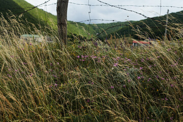 Tall grass and pink flowers near barbed wire