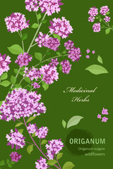 banner with blooming Origanum. card with milfoil wildflowers on green background. medicinal herbal Oregano