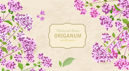 banner with bouquets of blooming Origanum flowers. card with Oregano wildflowers. border of medicinal herbal Origanum vulgare on grungy paper background.