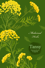 banner with blooming Tanacetum vulgare. card with cow bitter wildflowers on green background. medicinal herbal Tansy
