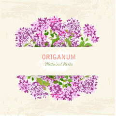 banner with blooming white origanum. card with oregano wildflowers on green background. medicinal herbal Origanum vulgare.