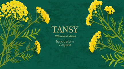 banner with bouquets of blooming Tanacetum vulgare flowers. card with tansy wildflowers. frame of medicinal herbal bitter buttons on grungy paper background.