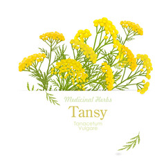 banner with bunch of blooming Tanacetum vulgare. frame of tansy wildflowers. card with medicinal herbal bitter buttons flower