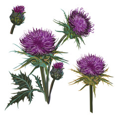 Illustration of vector realistic hand drawn Scottish thistle, set isolated on white