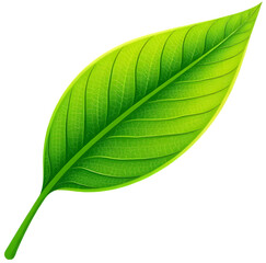 Obraz premium 연두색 나뭇잎light green leaves