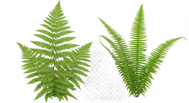 Isolated Polystichum Setiferum & Matteuccia Struthiopteris - Woodland Ferns