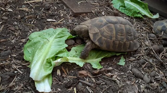 Una tartaruga mangia con famelica voracit&agrave; una foglia di lattuga