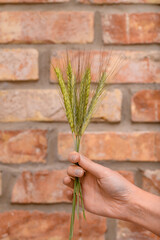 ears of wheat picked from the field held in the hand