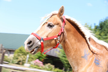 Child's paws on the school horse at the summer children's riding camp outdoors.