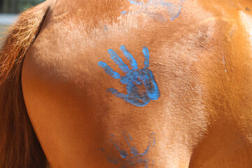 Child's paws on the school horse at the summer children's riding camp outdoors.