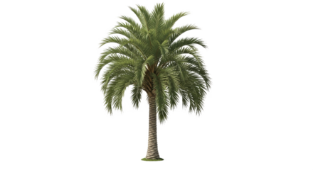 Isolated Royal Palm (Roystonea Regia) - Grand Tropical Tree Cutout