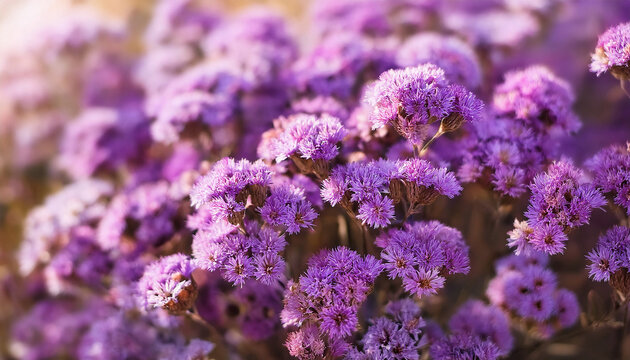 beauty violet flowers backdrop beautiful tiny kermek flower limonium platyphyllum dried flowers statice statica beautiful plant for floristry slow motion