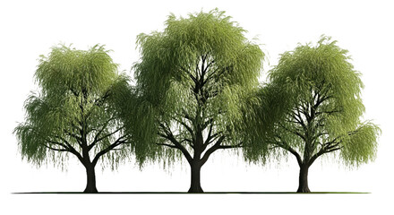 Fototapeta premium Isolated Salix Babylonica (Weeping Willow) - Elegant Street Tree Cutout