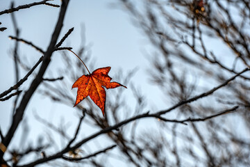 Single orange autumn leaf illuminated by the sun, with out-of-focus branches in the background.