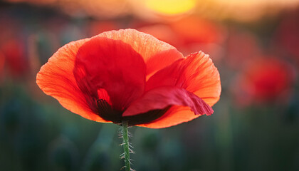 Fototapeta premium close up of a red poppy flower in full bloommsymbolizing remembrance and beauty