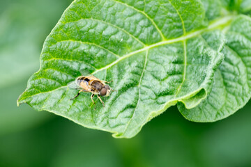 Eristalis pertinax on a green leaf, close-up. Bee-like insect
