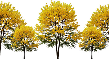 Senegalia Mellifera - Isolated Blooming Street Tree for Dry Landscapes