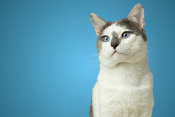 White cat with blue eyes isolated on blue background