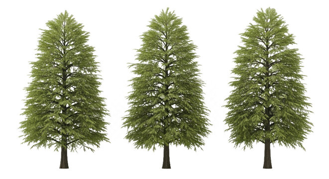 Dawn Redwood (Metasequoia Glyptostroboides) - Isolated Perfectly Cutout Trees - Powered by Adobe