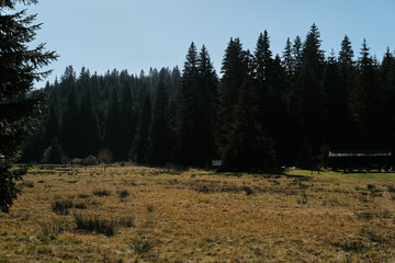 Autumn landscape in Jankove Bare, Serbia. A grassy clearing meets dense coniferous forest under a...