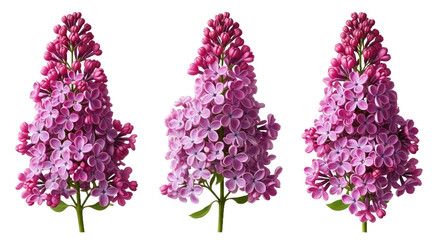 Common Lilac (Syringa Vulgaris) - Isolated Sunny Street Tree Cutout