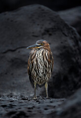 Lava heron in Galapagos, Butorides sundevalli on Santa Cruz island, vertical photo