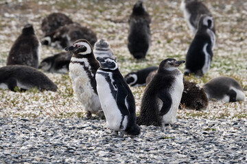 Magellanic penguins on Martillo Island in Argentina, Spheniscus magellanicus