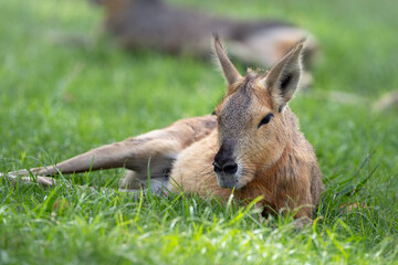 Patagonian mara on the grass, portrait of Dolichotis patagonum