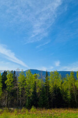 Serene Spring Landscape with Lush Green Trees and Clear Blue Sky