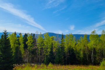 Lush Evergreen Forest with Distant Mountain Range Under Clear Blue Sky